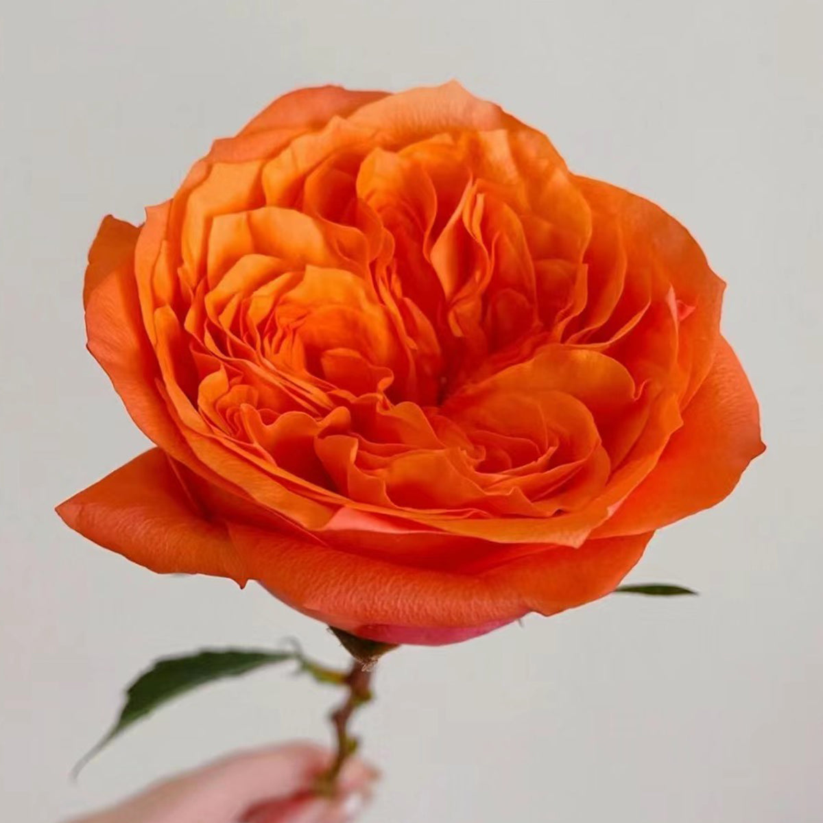 Orbit German Florist Shrub Rose