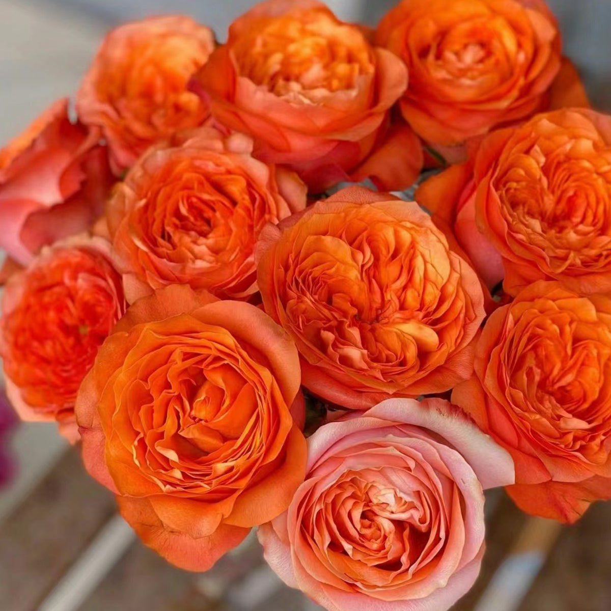 Orbit German Florist Shrub Rose