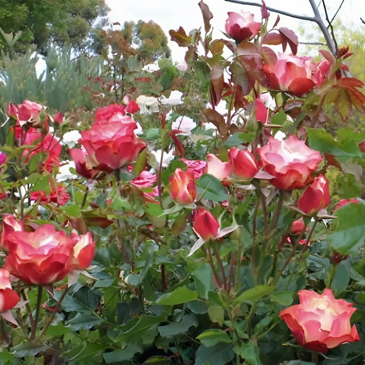 Origami French Florist Shrub Rose
