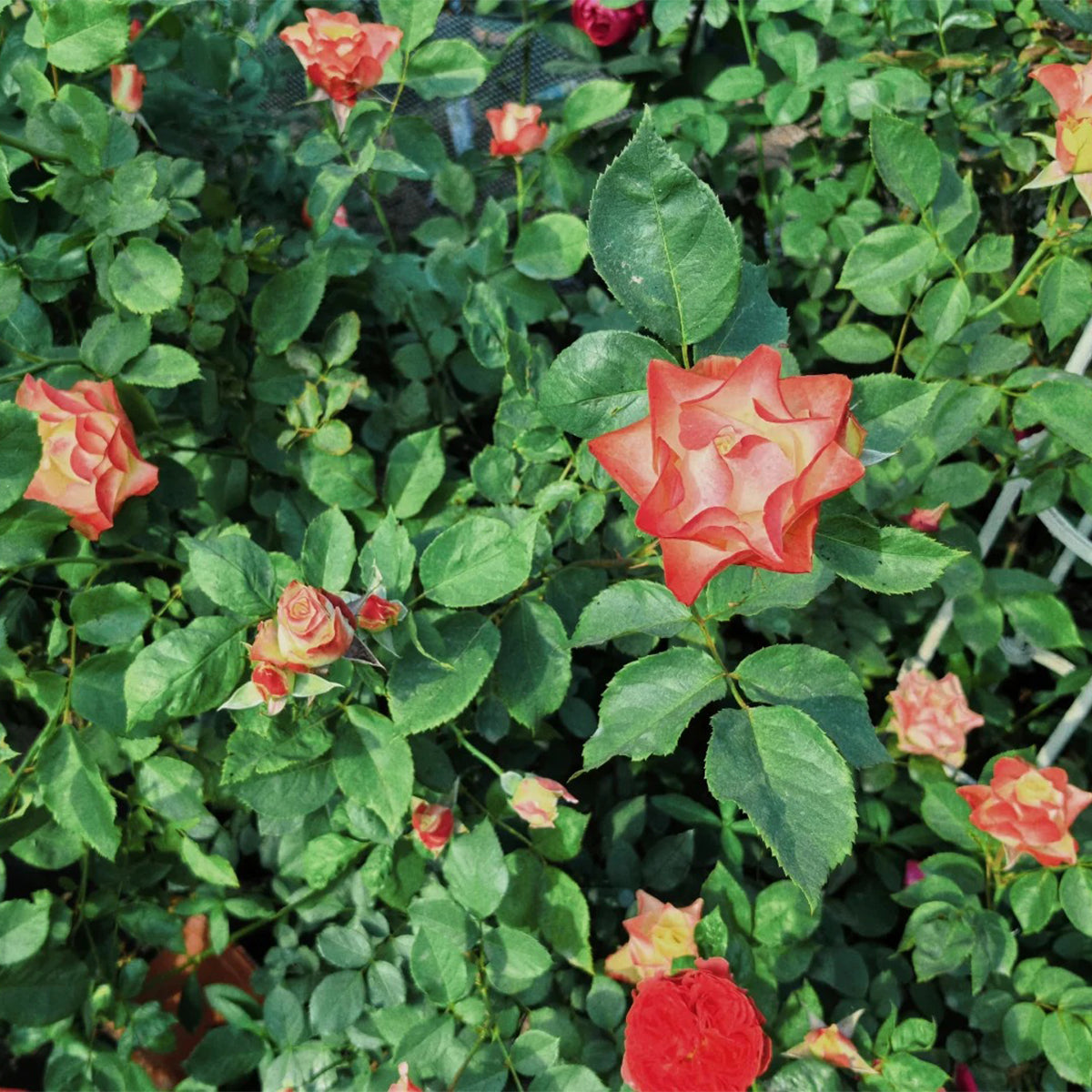 Origami French Florist Shrub Rose
