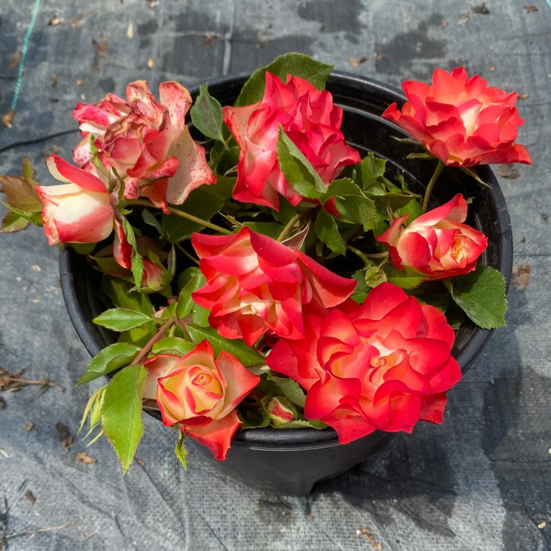 Origami French Florist Shrub Rose