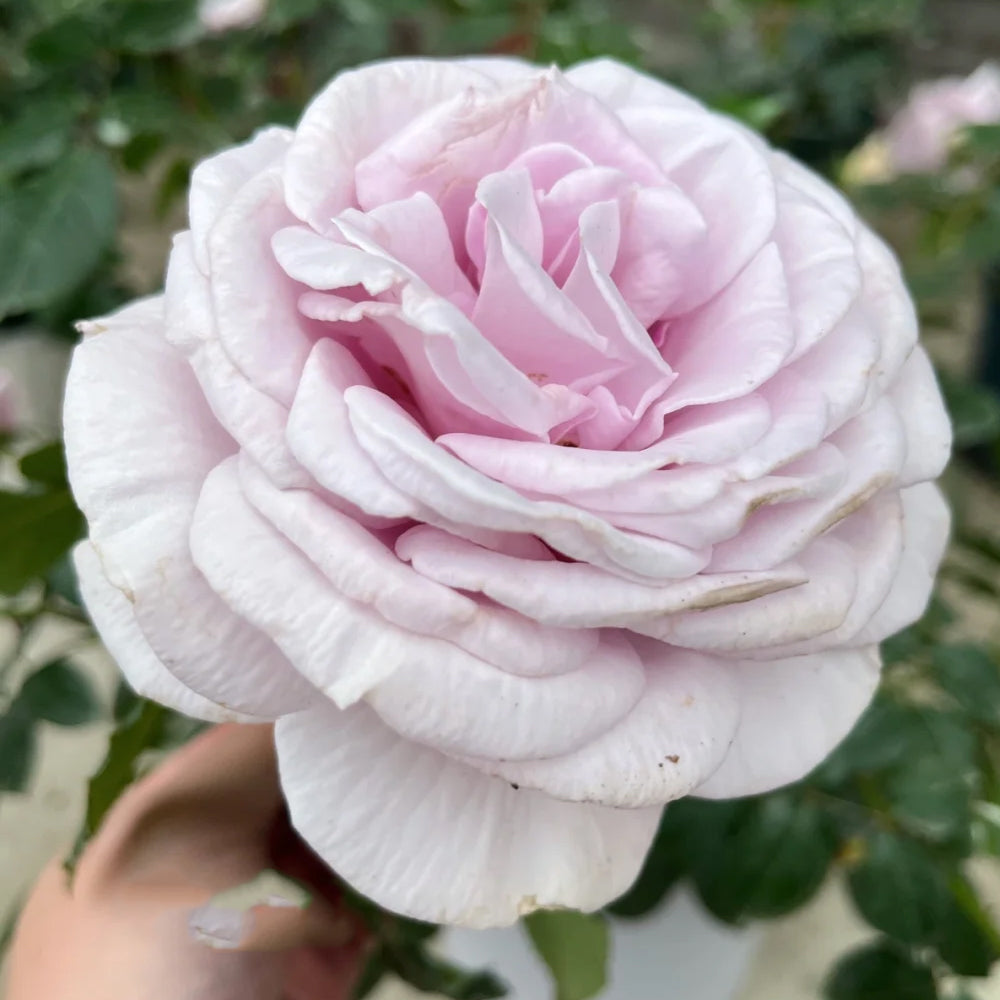German Florist Shrub Rose Inspired by Pacific Blue