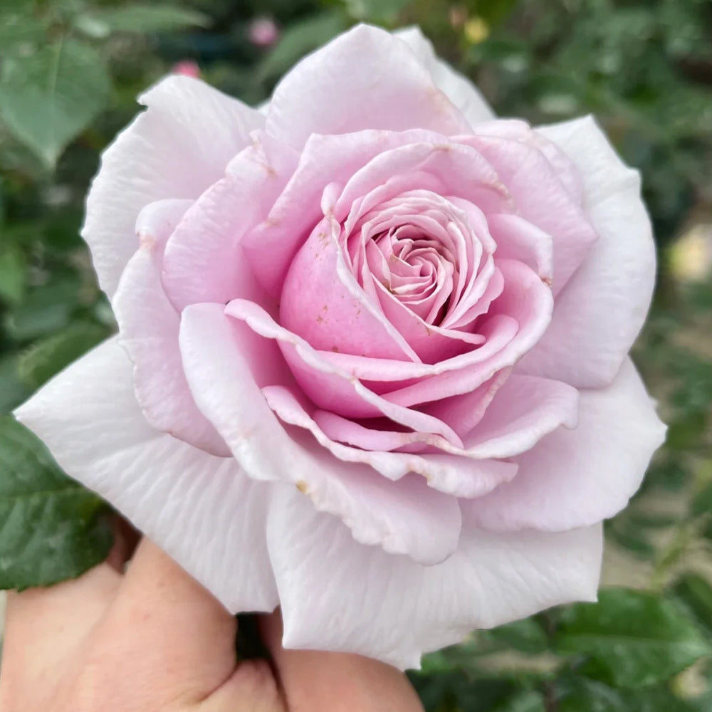 German Florist Shrub Rose Inspired by Pacific Blue