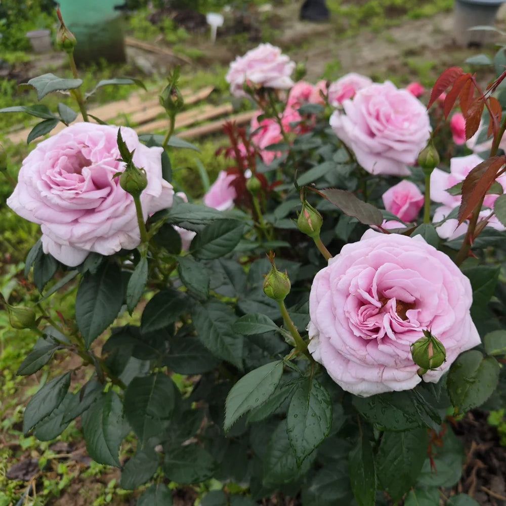 German Florist Shrub Rose Inspired by Pacific Blue