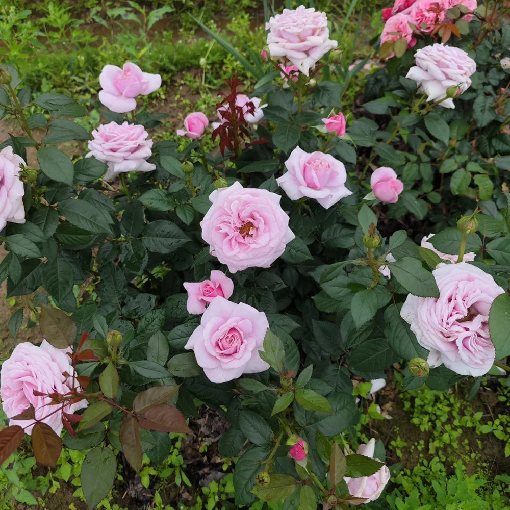 German Florist Shrub Rose Inspired by Pacific Blue