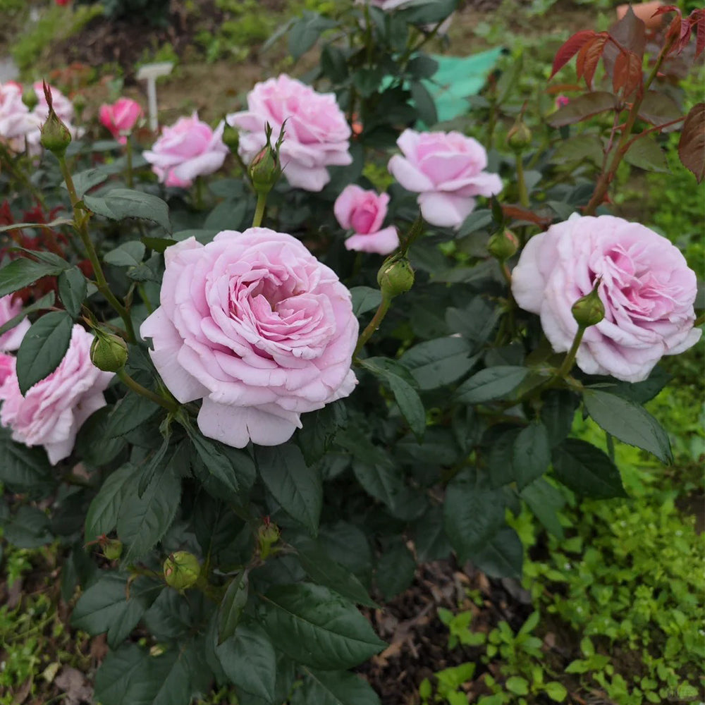 German Florist Shrub Rose Inspired by Pacific Blue