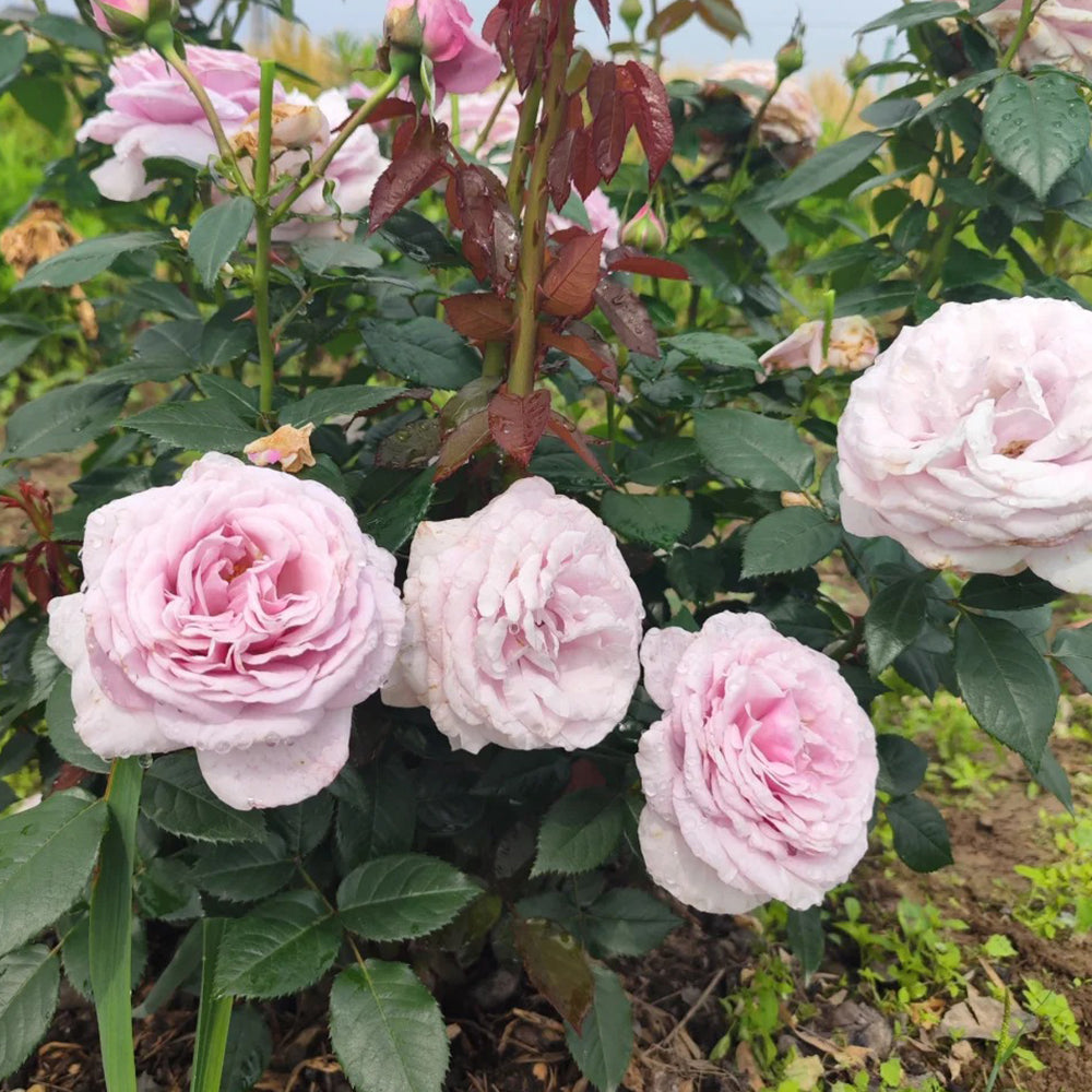 German Florist Shrub Rose Inspired by Pacific Blue