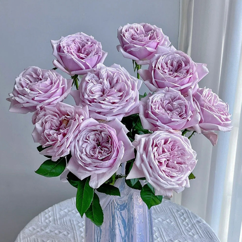 German Florist Shrub Rose Inspired by Pacific Blue