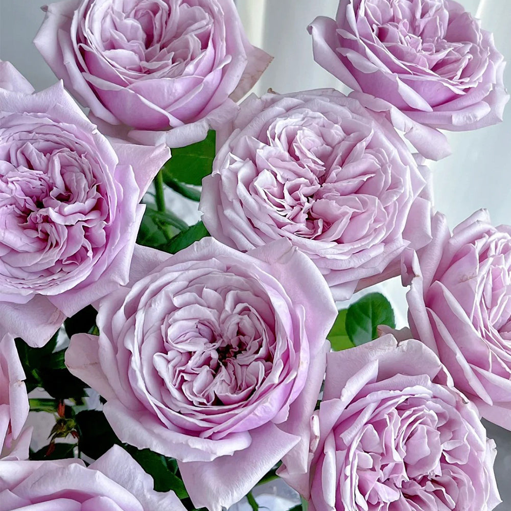 German Florist Shrub Rose Inspired by Pacific Blue