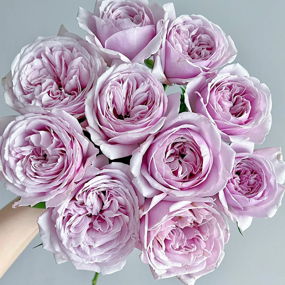 German Florist Shrub Rose Inspired by Pacific Blue