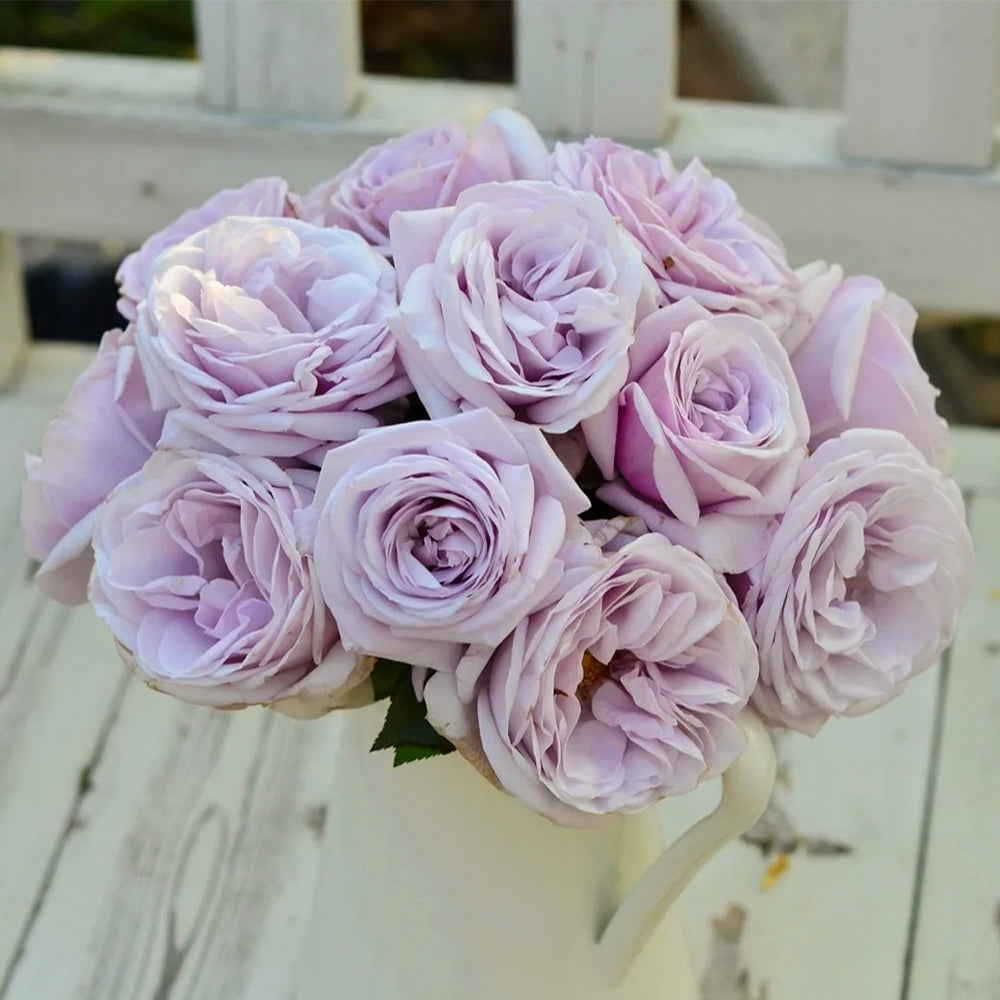 German Florist Shrub Rose Inspired by Pacific Blue