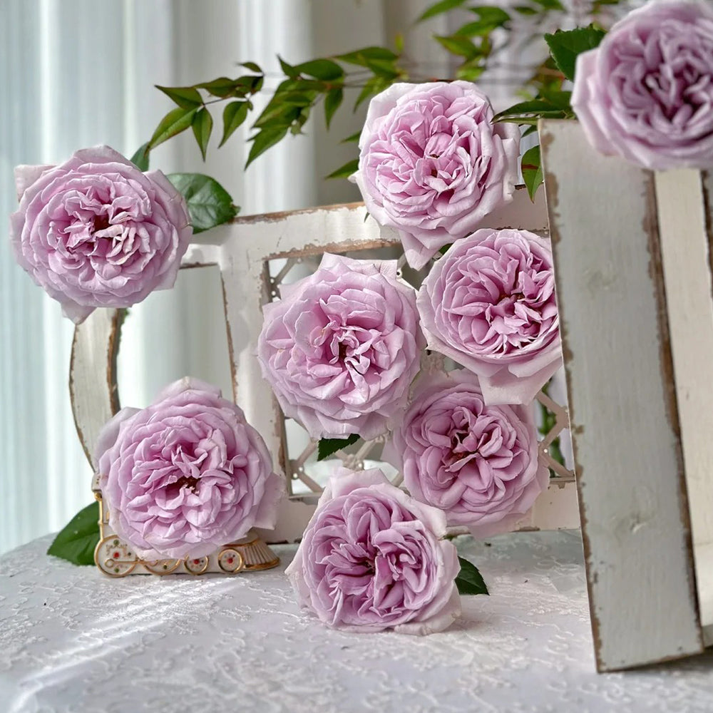 German Florist Shrub Rose Inspired by Pacific Blue