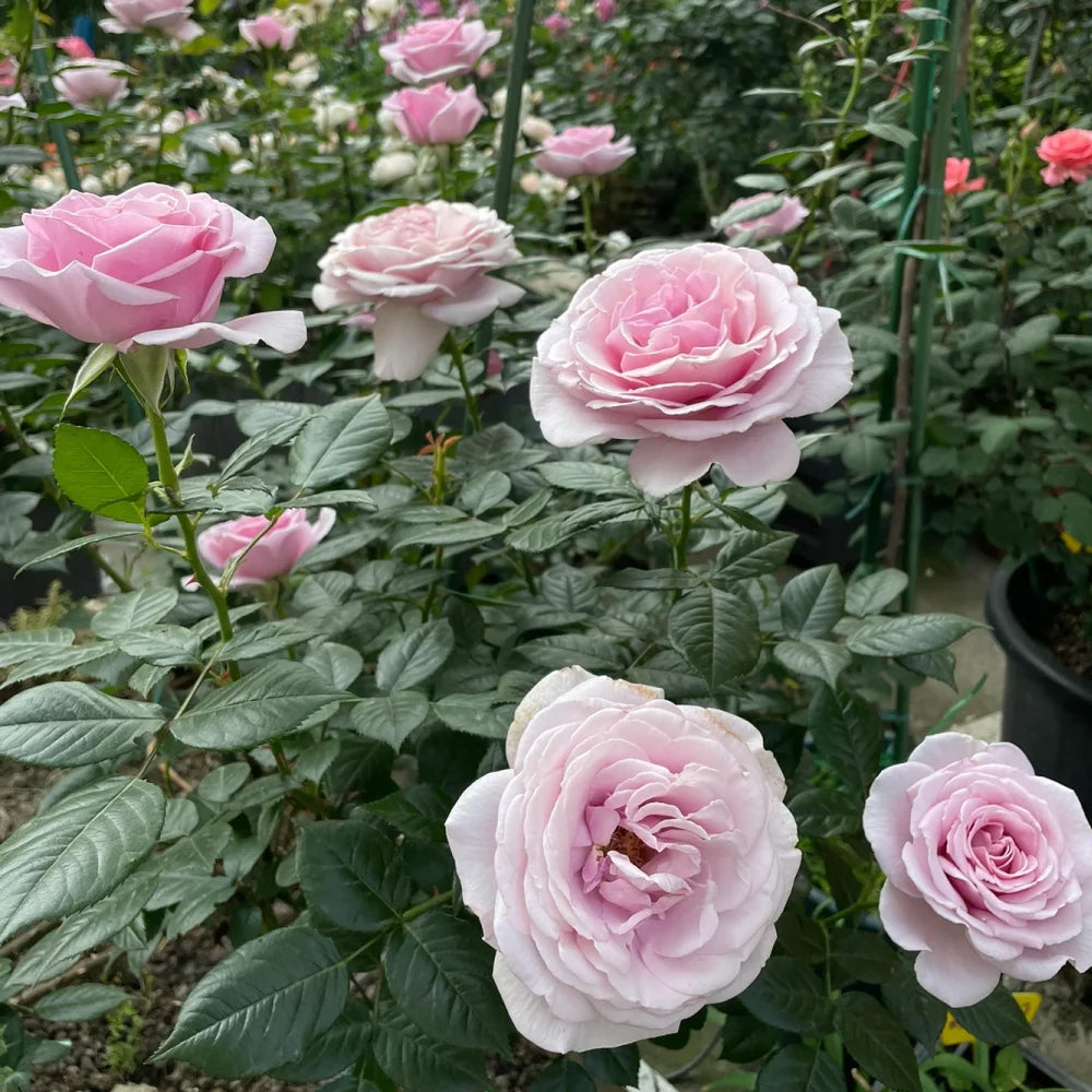 German Florist Shrub Rose Inspired by Pacific Blue