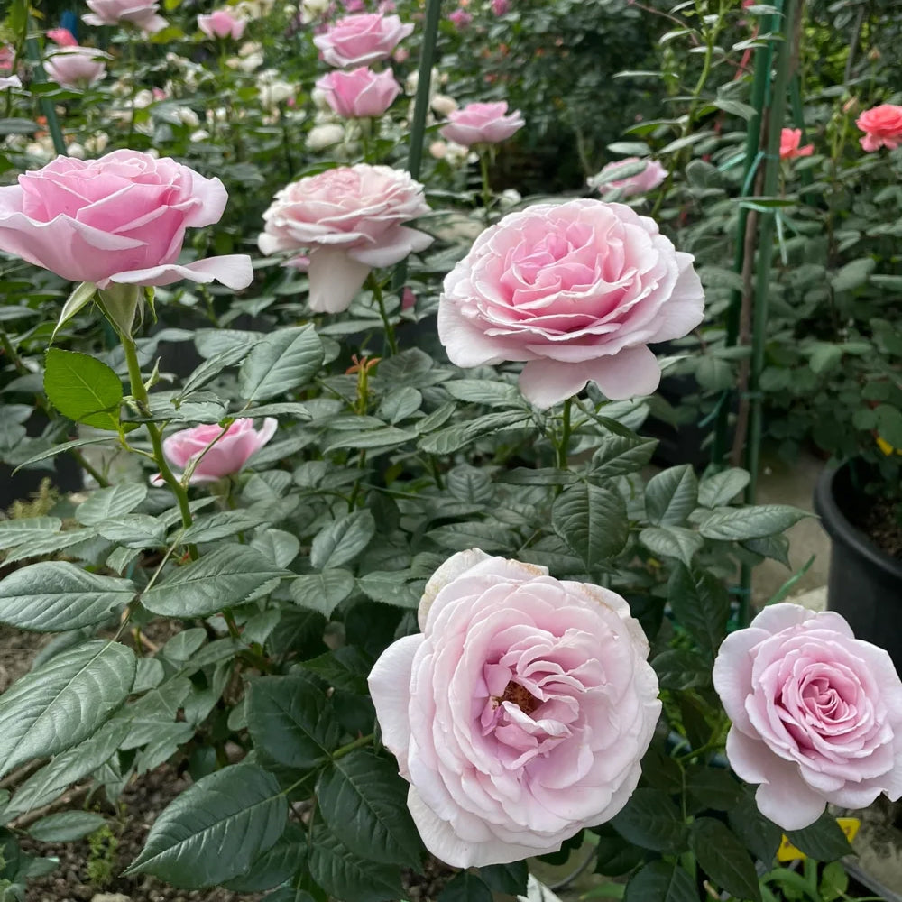 German Florist Shrub Rose Inspired by Pacific Blue