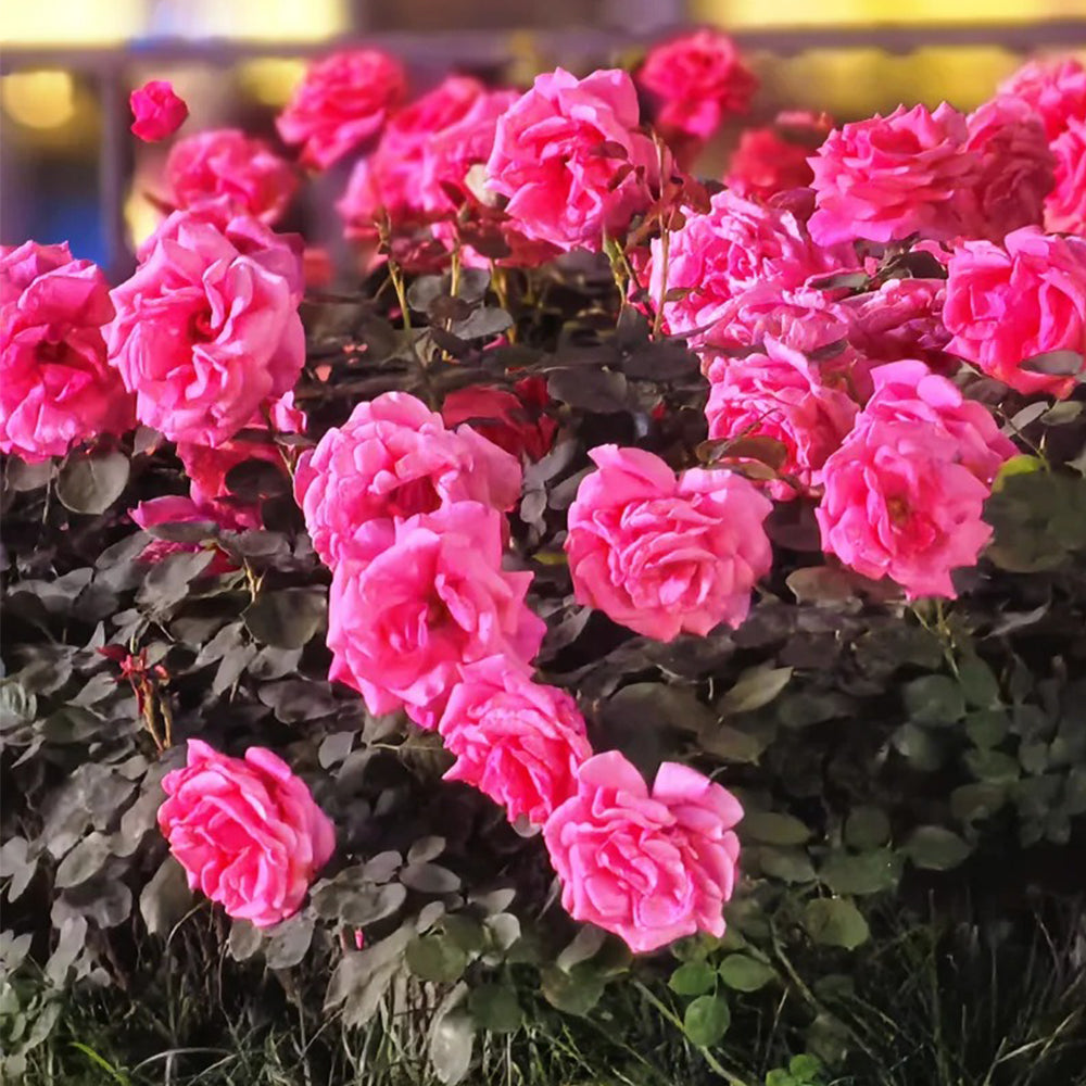 Parole German Garden Shrub Rose