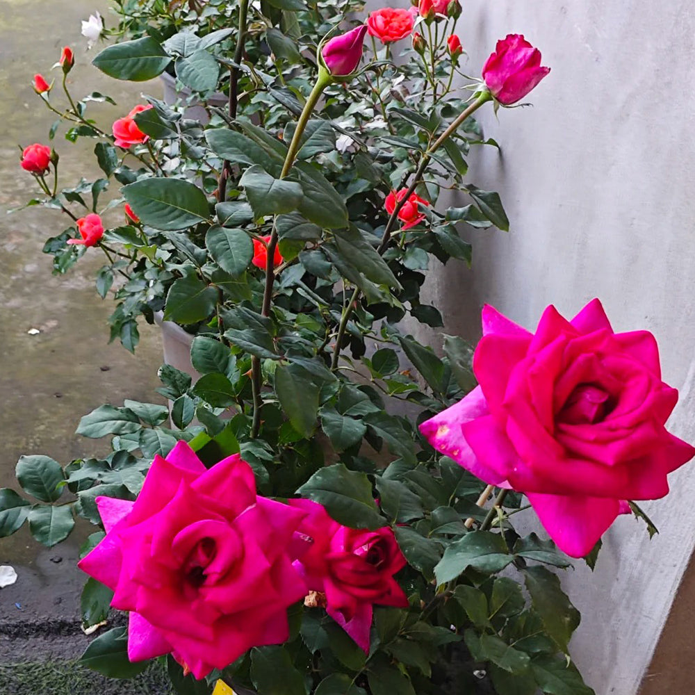 Parole German Garden Shrub Rose