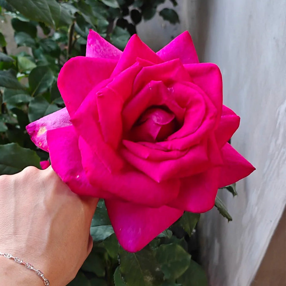 Parole German Garden Shrub Rose