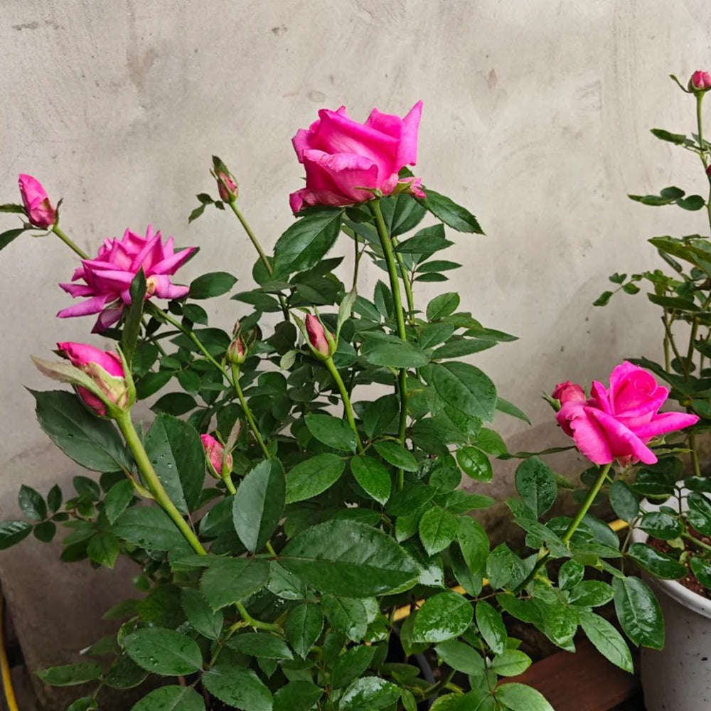 Parole German Garden Shrub Rose