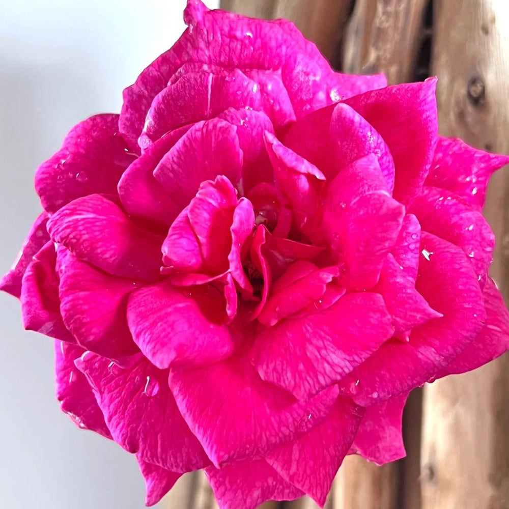 Parole German Garden Shrub Rose