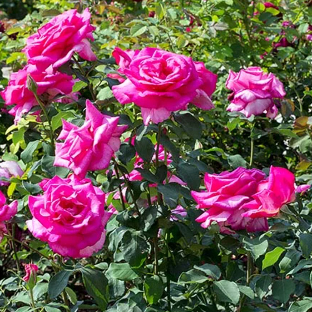 Parole German Garden Shrub Rose