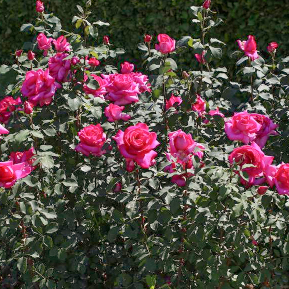 Parole German Garden Shrub Rose