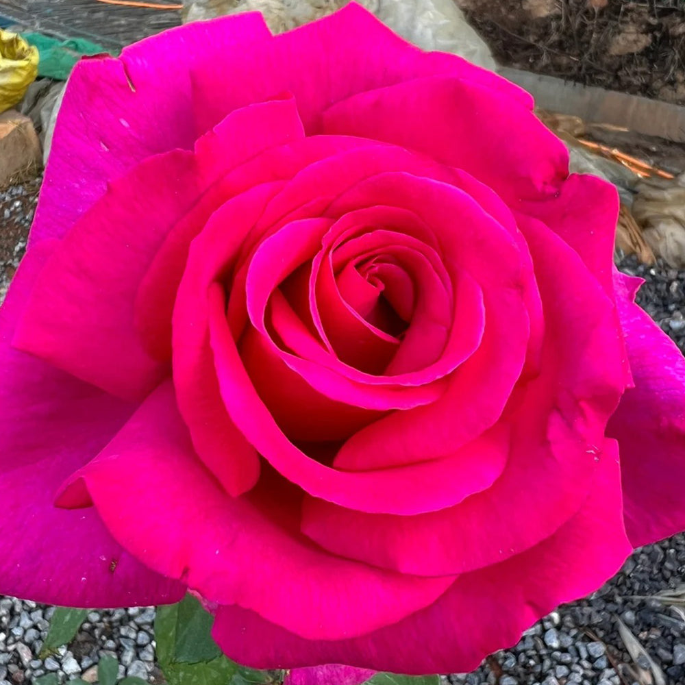 Parole German Garden Shrub Rose