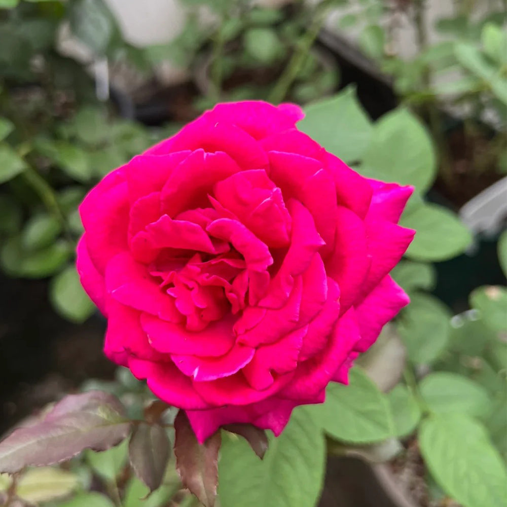 Parole German Garden Shrub Rose