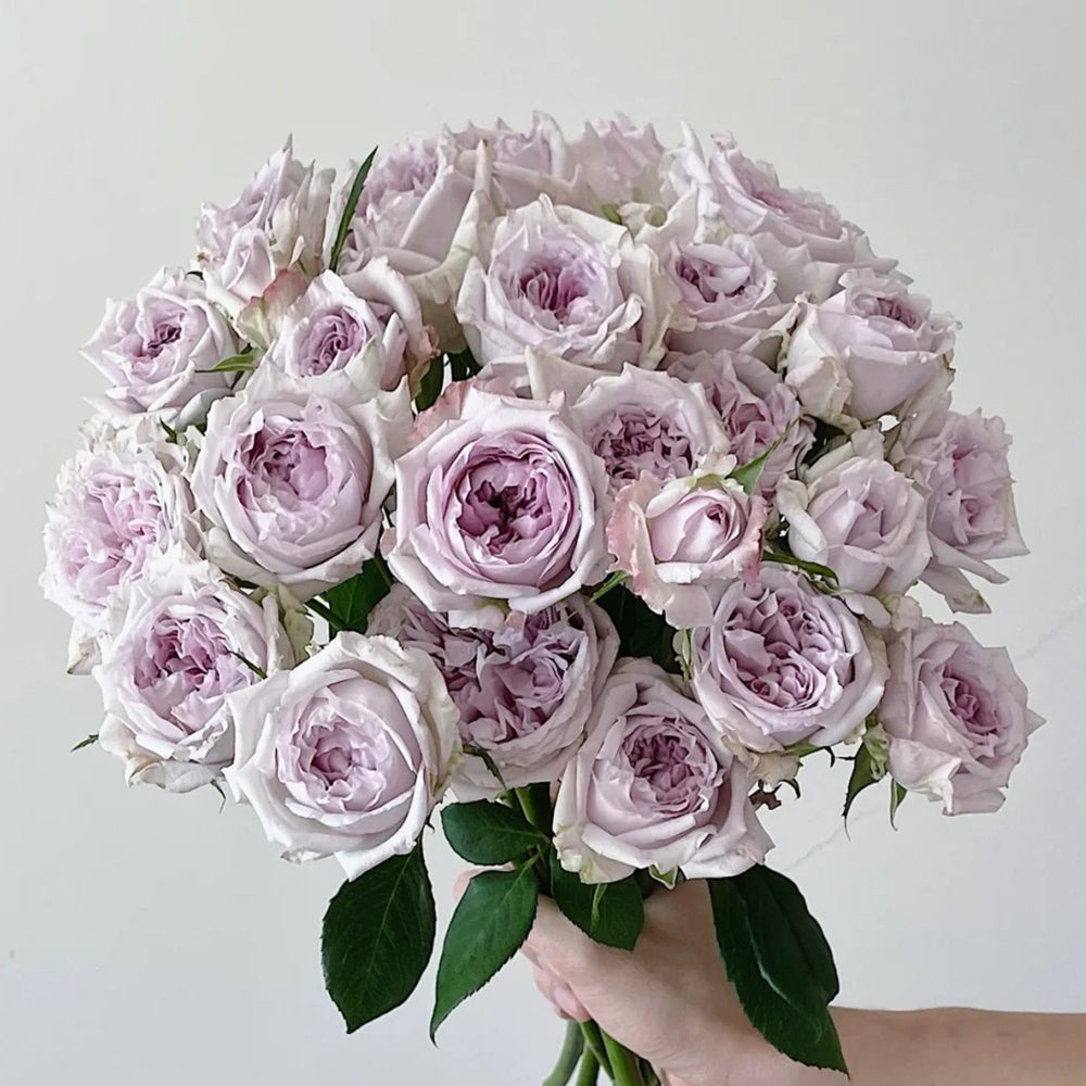 Dutch Florist Shrub Rose Inspired by Patchouli
