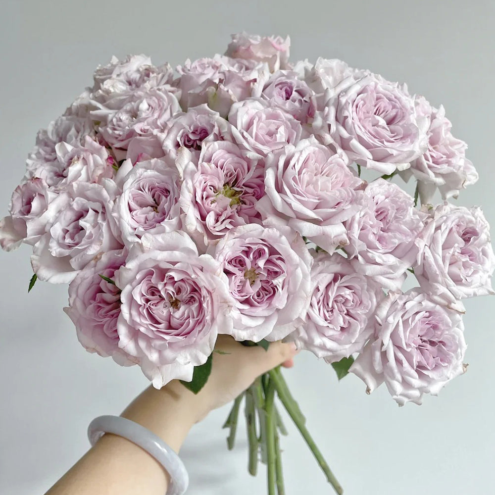 Dutch Florist Shrub Rose Inspired by Patchouli