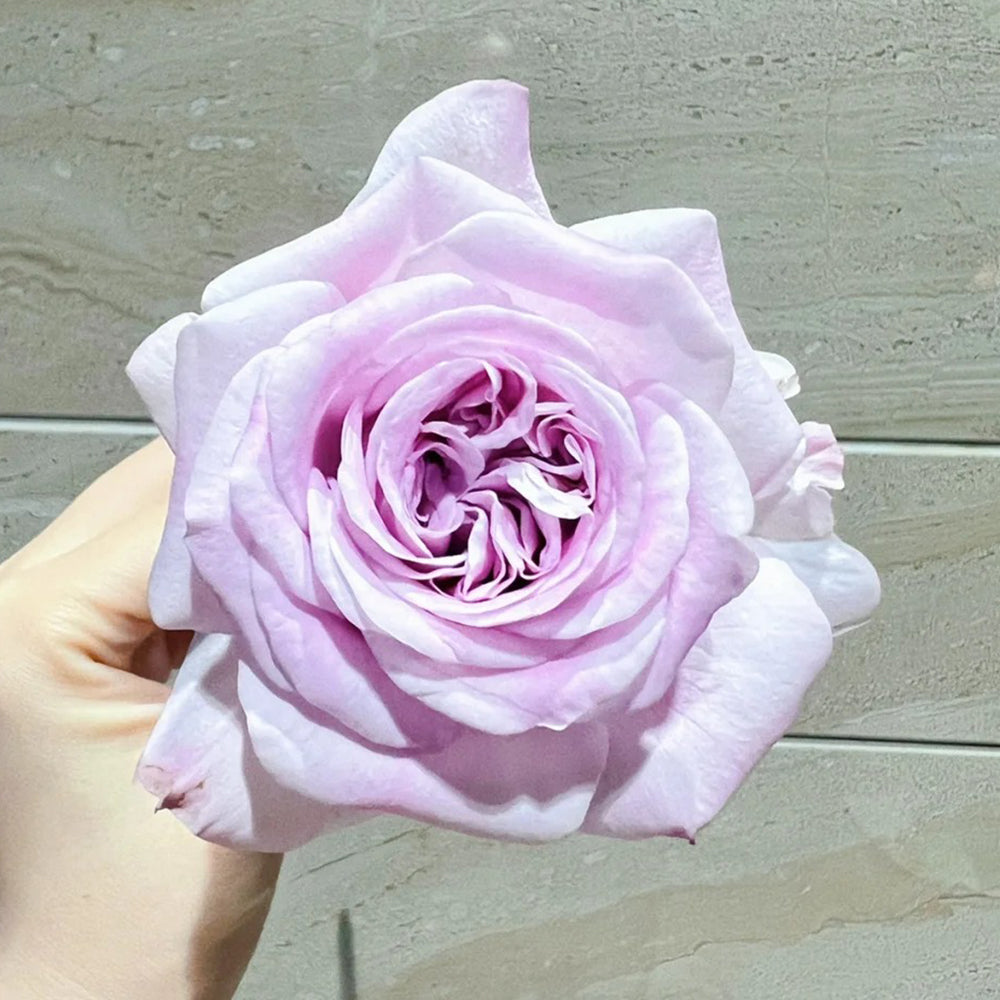 Dutch Florist Shrub Rose Inspired by Patchouli