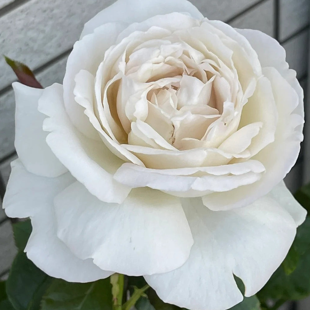 French Florist Shrub Rose Inspired by Pavlova