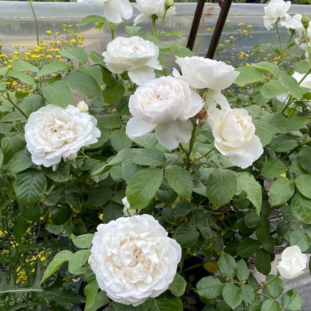 French Florist Shrub Rose Inspired by Pavlova