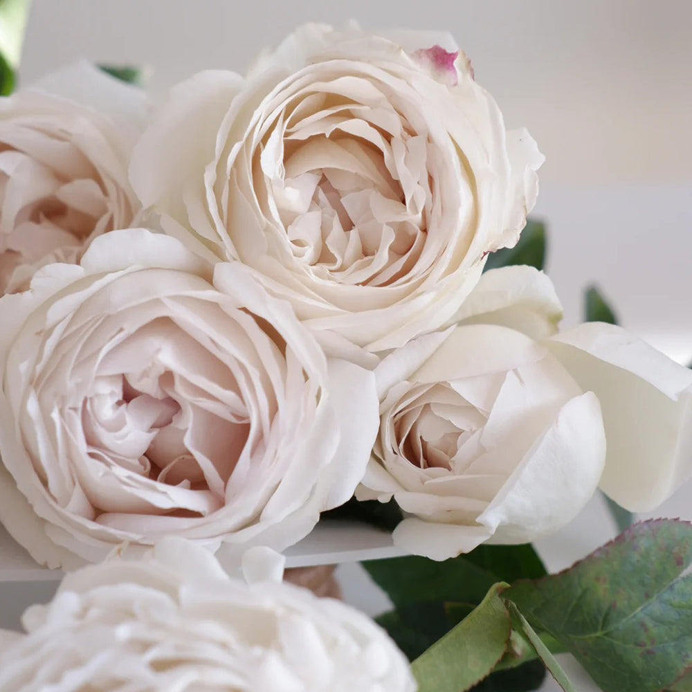 French Florist Shrub Rose Inspired by Pavlova