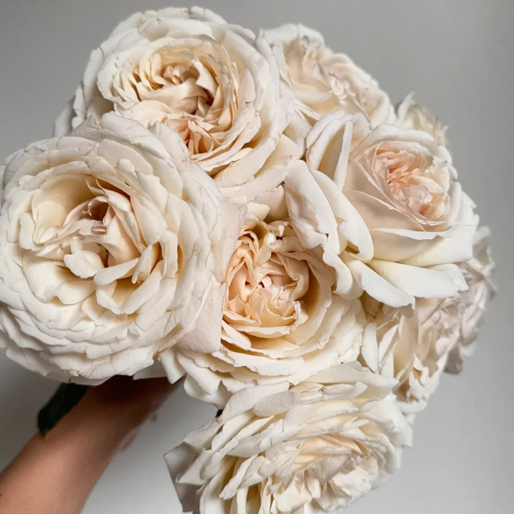 French Florist Shrub Rose Inspired by Pavlova