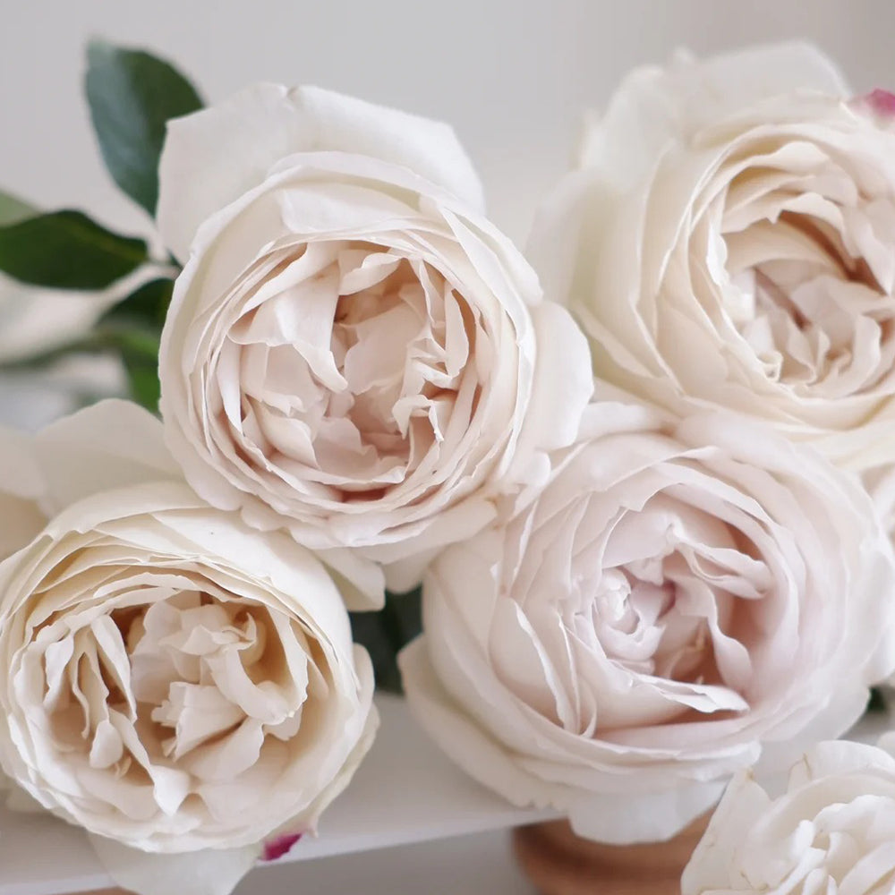 French Florist Shrub Rose Inspired by Pavlova