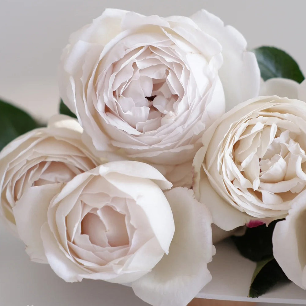 French Florist Shrub Rose Inspired by Pavlova