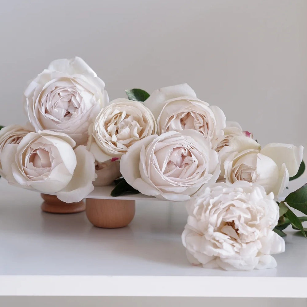 French Florist Shrub Rose Inspired by Pavlova