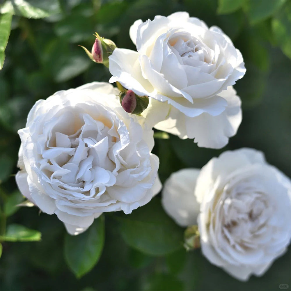 French Florist Shrub Rose Inspired by Pavlova