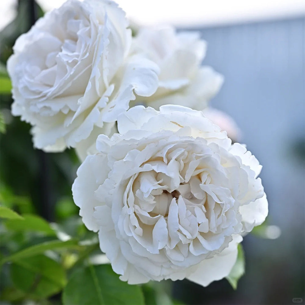 French Florist Shrub Rose Inspired by Pavlova