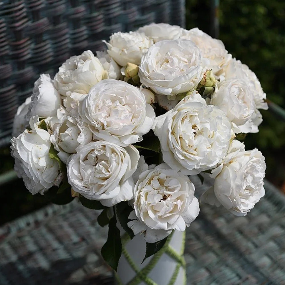 French Florist Shrub Rose Inspired by Pavlova