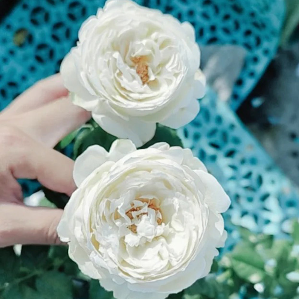 French Florist Shrub Rose Inspired by Pavlova