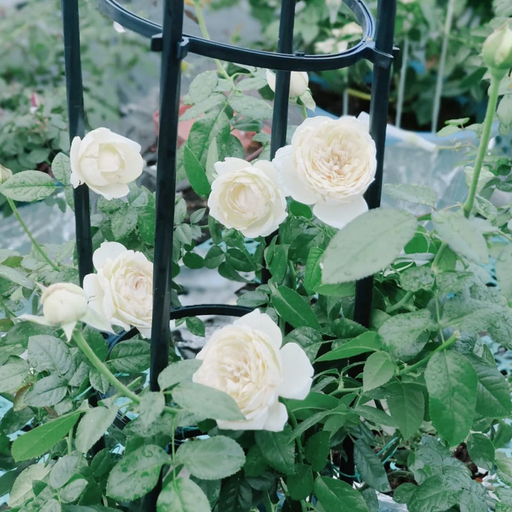 French Florist Shrub Rose Inspired by Pavlova