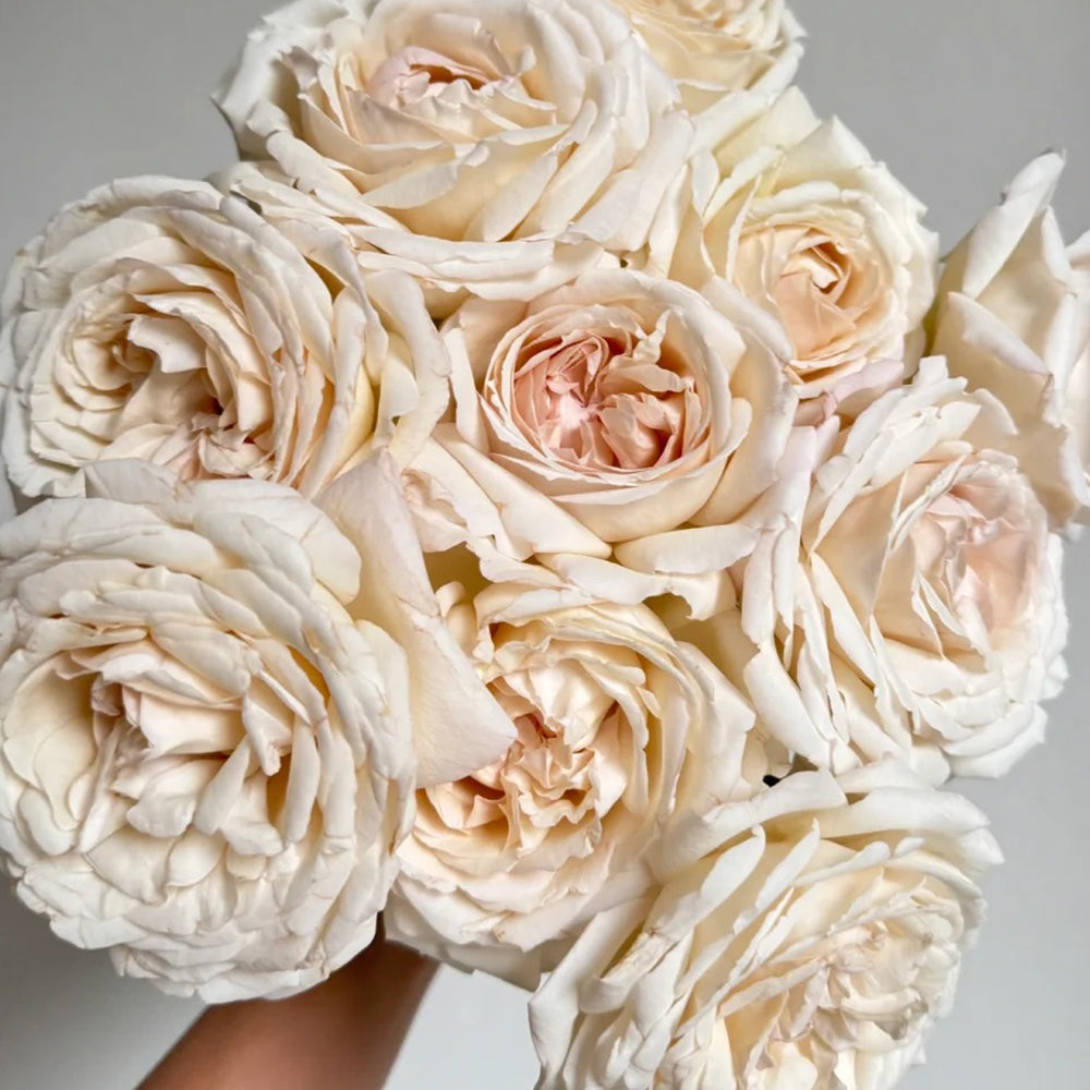 French Florist Shrub Rose Inspired by Pavlova