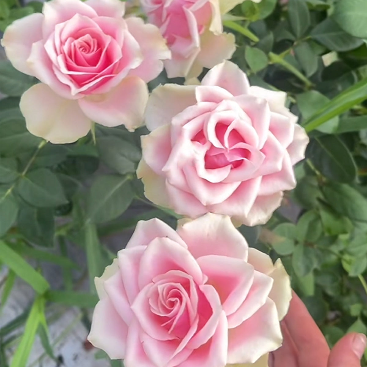 Peach Blossom Dutch Florist Shrub Rose