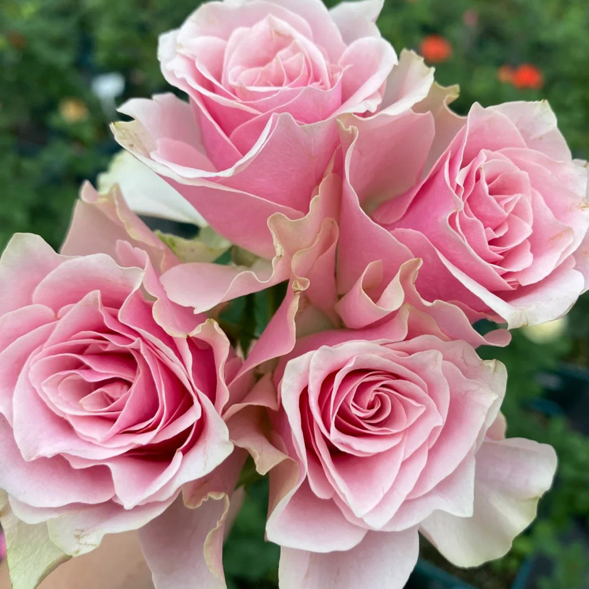 Peach Blossom Dutch Florist Shrub Rose