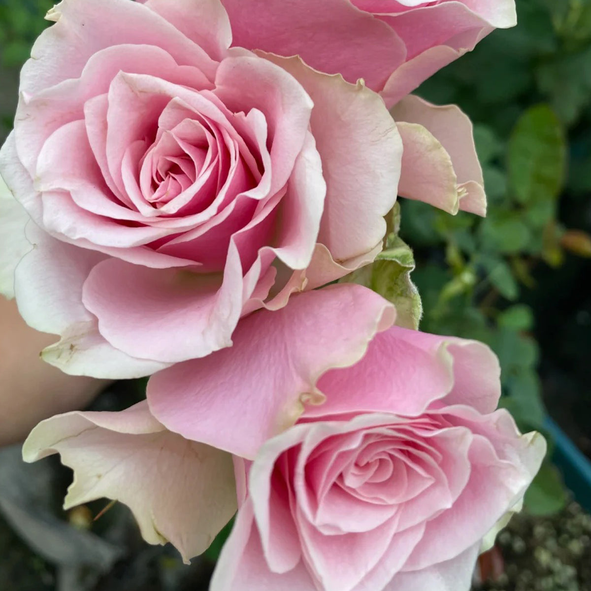 Peach Blossom Dutch Florist Shrub Rose