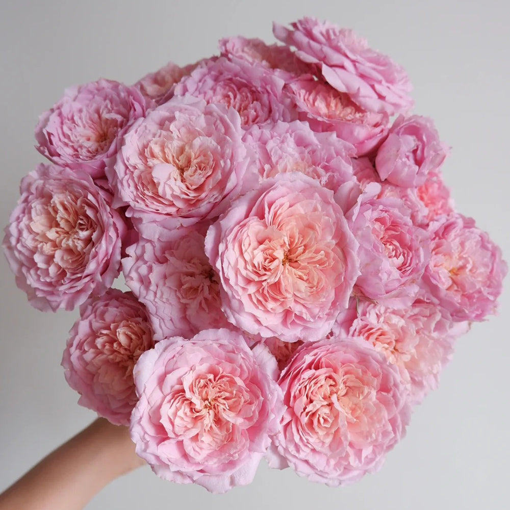 Peach Tint Chinese Florist Shrub Rose