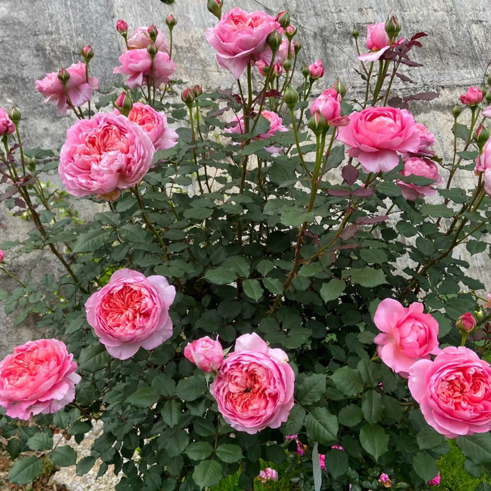 Peach Tint Chinese Florist Shrub Rose