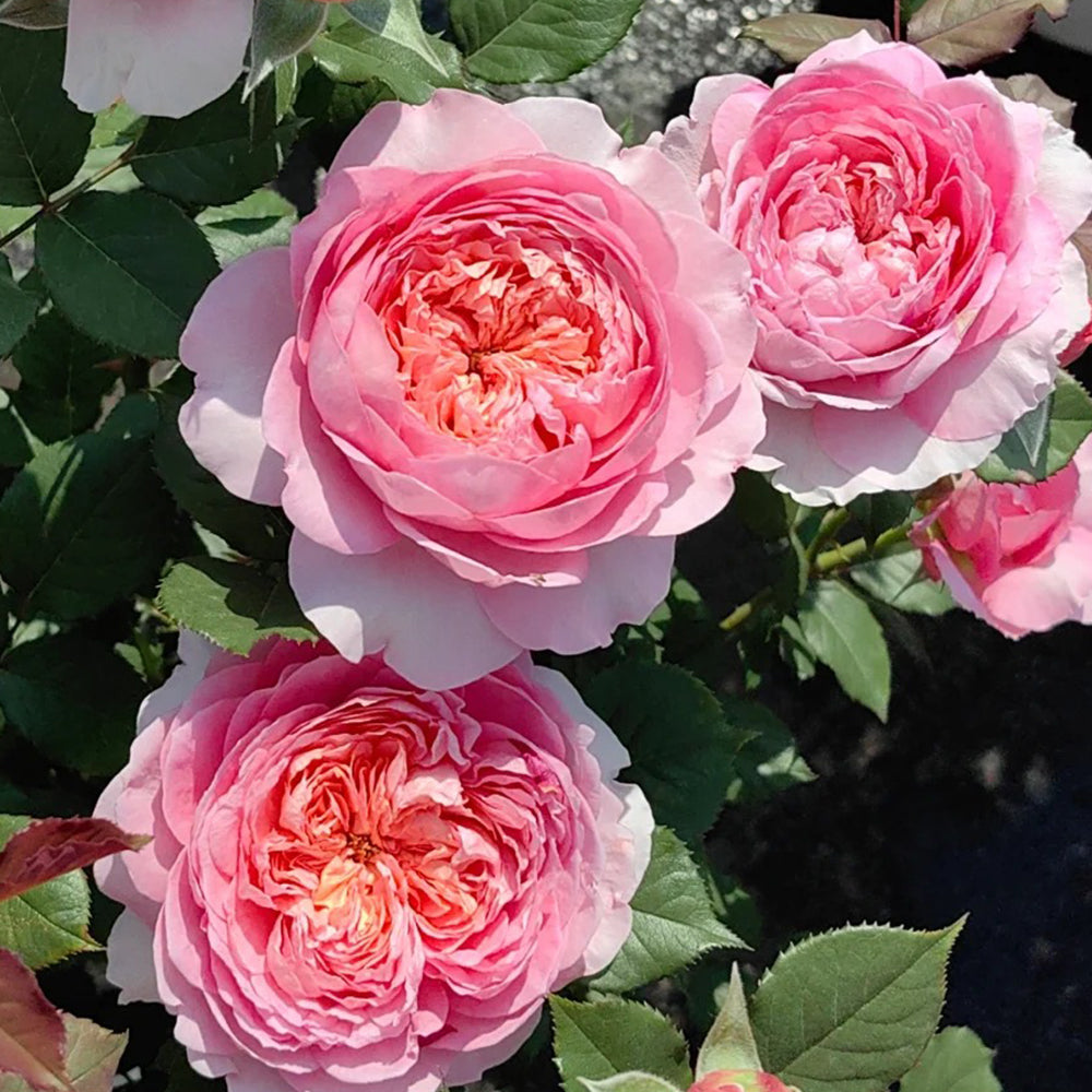 Peach Tint Chinese Florist Shrub Rose