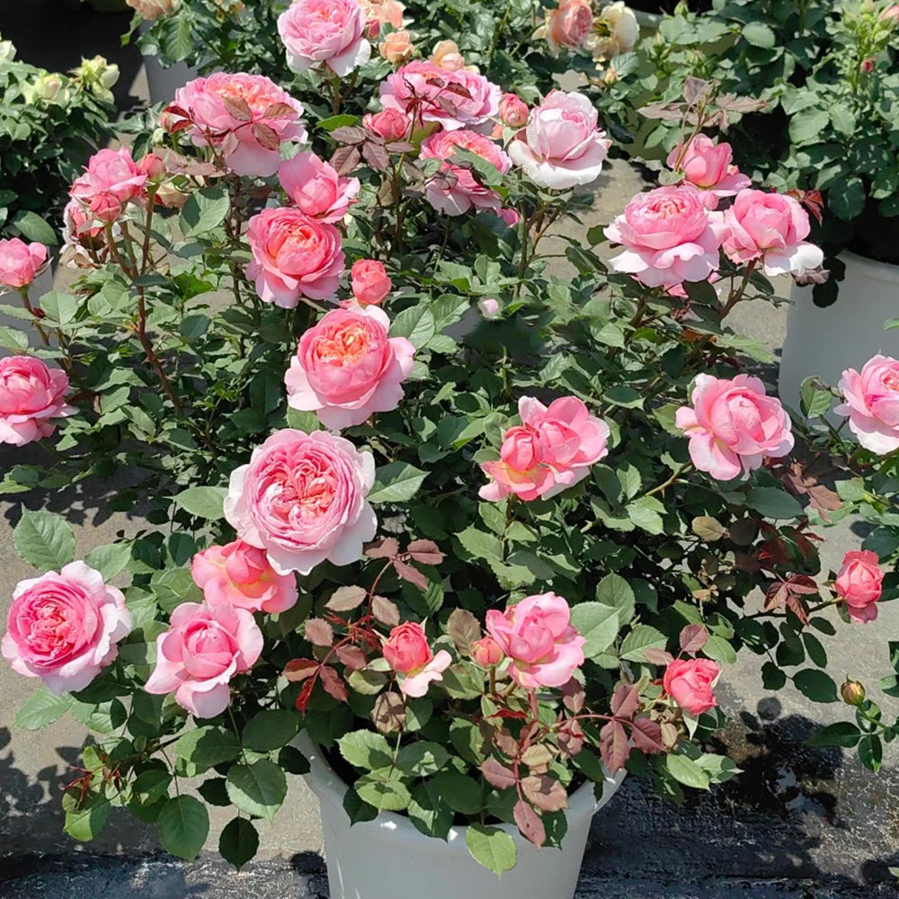 Peach Tint Chinese Florist Shrub Rose